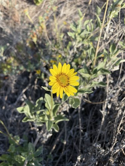 Helianthus niveus, photographed by Sula Vanderplank
