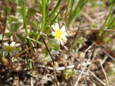 Microseris douglasii, photographed by joergmlpts