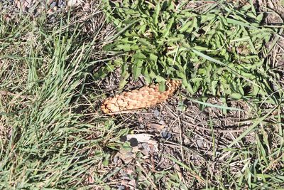 Picea pungens, photographed by Steven Bodzin