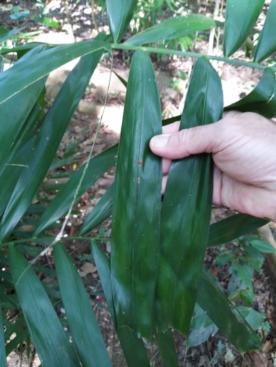 Hydriastele wendlandiana, photographed by Steve Fitzgerald