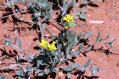 Physaria gordonii, photographed by Catherine C. Galley