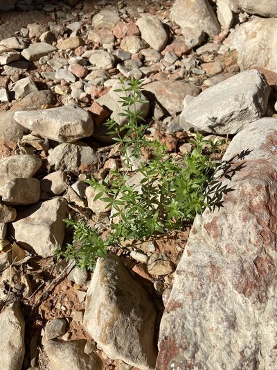 Galium proliferum, photographed by Grant Chovil