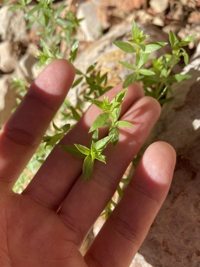 Galium proliferum, photographed by Grant Chovil
