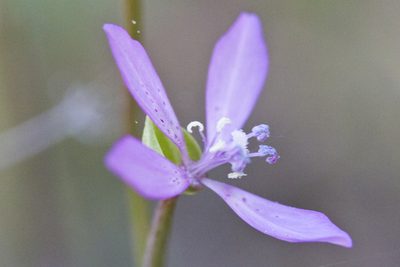 Clarkia modesta, photographed by Ken-ichi Ueda