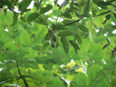 Spondias pinnata, photographed by Dinesh Valke