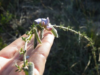 Lotononis sericophylla, photographed by Antoinette Eyssell Knox