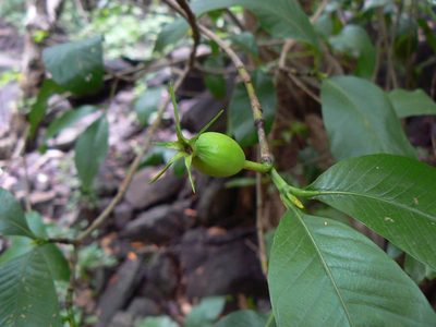 Gardenia resinifera, photographed by Dinesh Valke