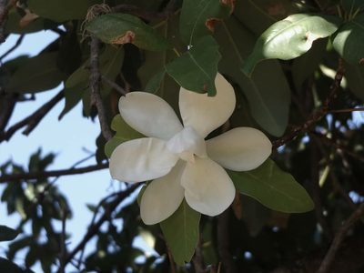 Magnolia pugana, photographed by Dante S. Figueroa