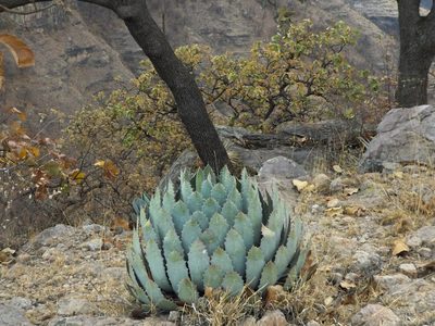 Agave guadalajarana, photographed by Dante S. Figueroa