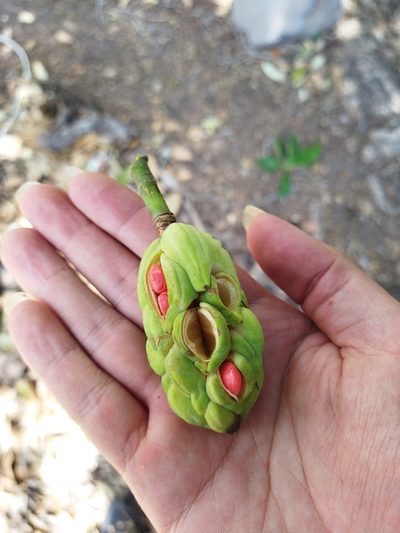 Magnolia pugana, photographed by Dante S. Figueroa