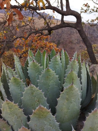 Agave guadalajarana, photographed by Dante S. Figueroa