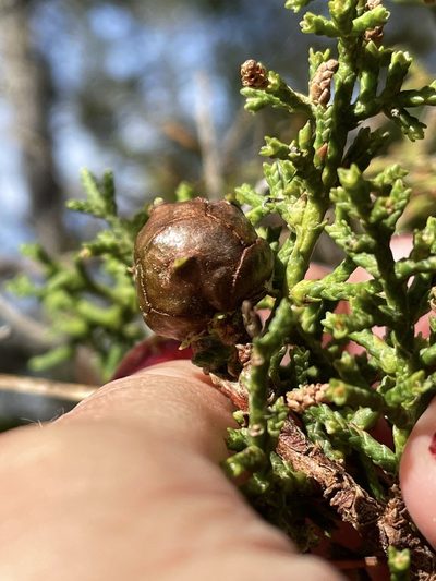 Hesperocyparis pygmaea, photographed by Madeleine Claire