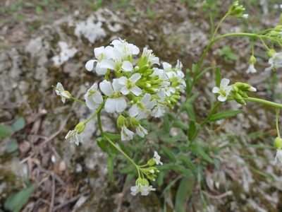 Arabis patens, photographed by botanygirl