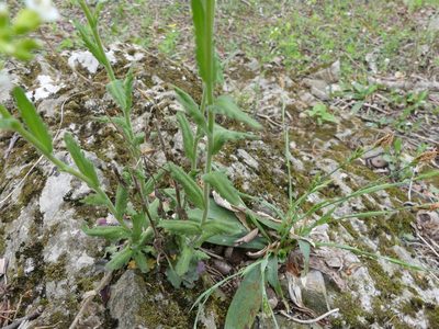 Arabis patens, photographed by botanygirl