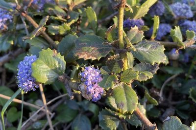 Ceanothus gloriosus, photographed by Madeleine Claire
