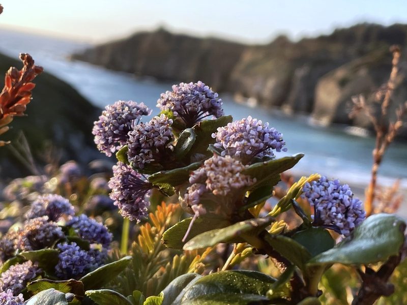 Ceanothus gloriosus, photographed by Madeleine Claire