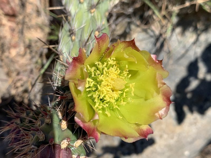 Cylindropuntia californica, photographed by Chad King