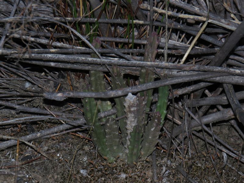 Stapelia hirsuta, photographed by Jeremy Gilmore