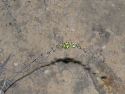 Eriospermum lanceifolium, photographed by Jeremy Gilmore