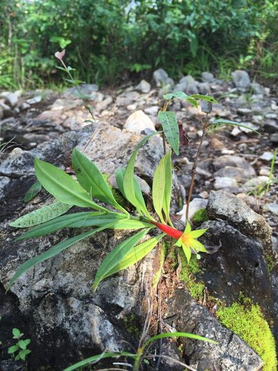 Lisianthius axillaris, photographed by Amelia Tauber