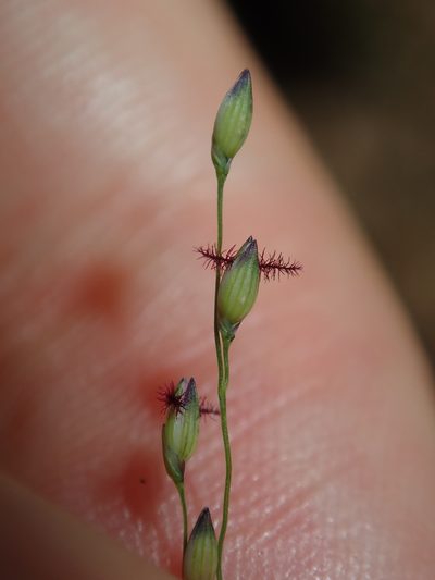 Panicum simile, photographed by Thomas Mesaglio