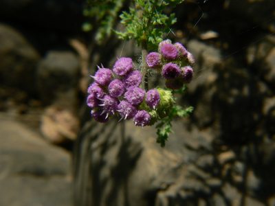 Cyathocline purpurea, photographed by Dinesh Valke