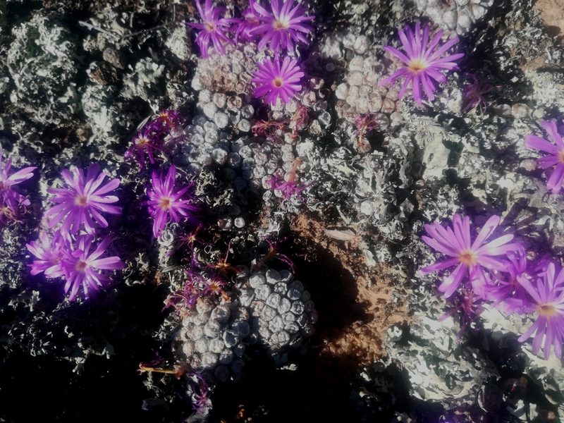 Conophytum minusculum, photographed by Noeleen du Toit