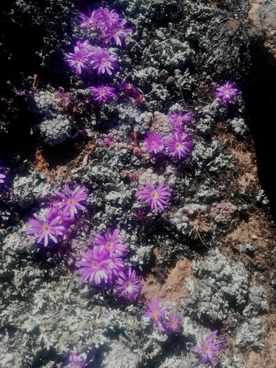 Conophytum minusculum, photographed by Noeleen du Toit