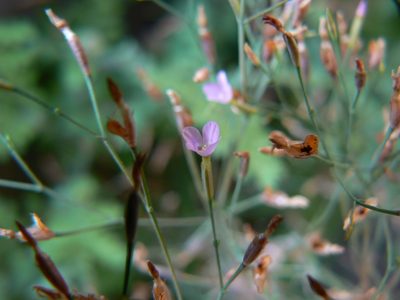 Canscora diffusa, photographed by Dinesh Valke