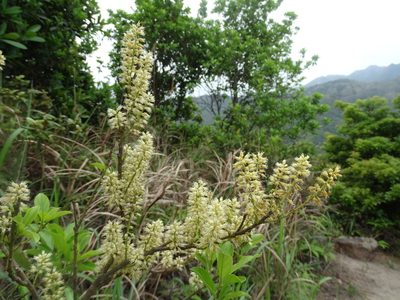 Itea chinensis, photographed by Toby Y