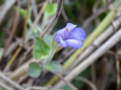 Torenia benthamiana, photographed by Toby Y