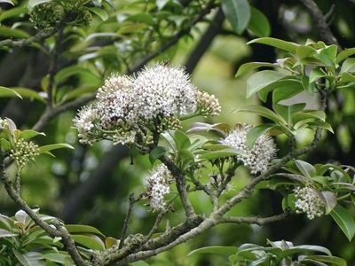 Ehretia longiflora, photographed by Toby Y