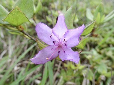 Rhododendron farrerae, photographed by Toby Y