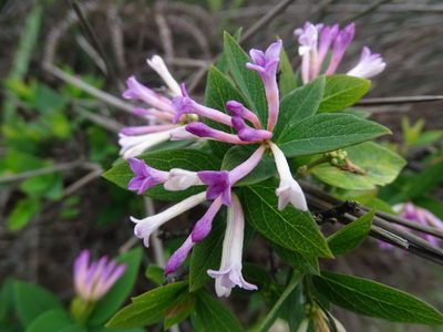 Wikstroemia monnula, photographed by Toby Y