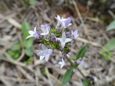 Hedyotis lancea, photographed by Toby Y