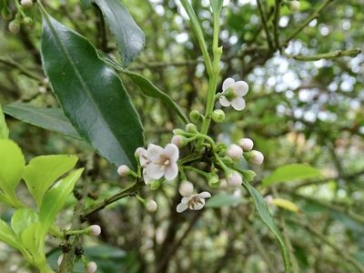 Ilex triflora, photographed by Toby Y