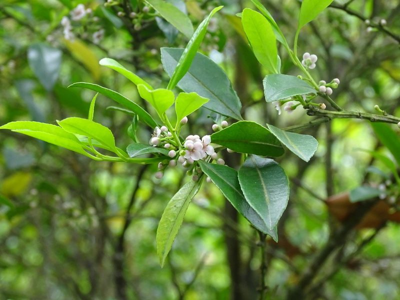 Ilex triflora, photographed by Toby Y