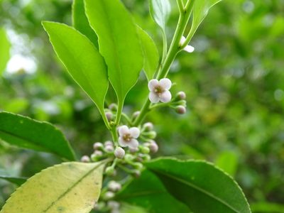 Ilex triflora, photographed by Toby Y