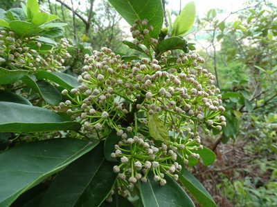 Daphniphyllum calycinum, photographed by Toby Y