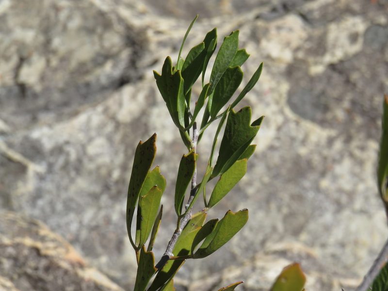 Searsia rimosa, photographed by Jeremy Gilmore