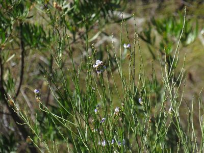 Psoralea usitata, photographed by Jeremy Gilmore