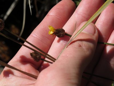 Xyris capensis, photographed by Jeremy Gilmore