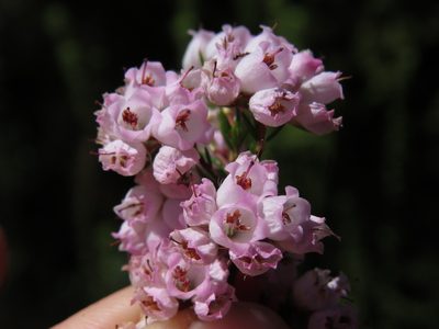Erica oxysepala, photographed by Jeremy Gilmore