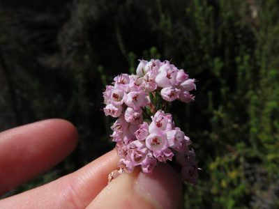 Erica oxysepala, photographed by Jeremy Gilmore