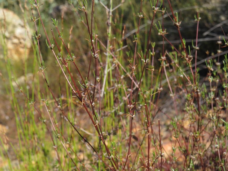 Anthospermum bicorne, photographed by Jeremy Gilmore