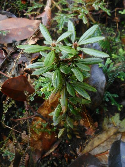 Huperzia javanica, photographed by Eugene Popov
