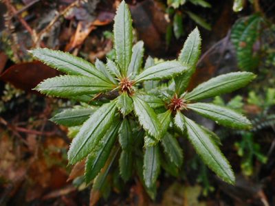 Huperzia javanica, photographed by Eugene Popov