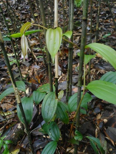 Disporum trabeculatum, photographed by Eugene Popov