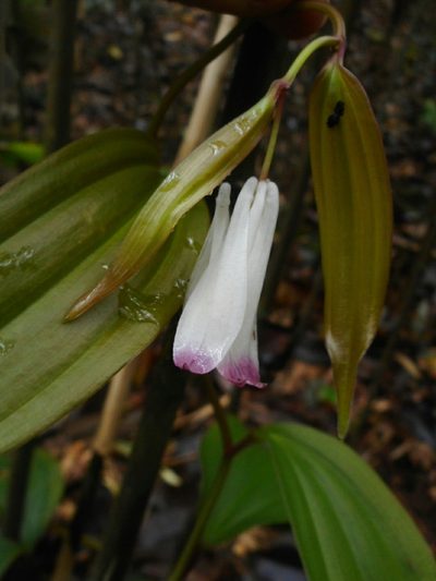 Disporum trabeculatum, photographed by Eugene Popov