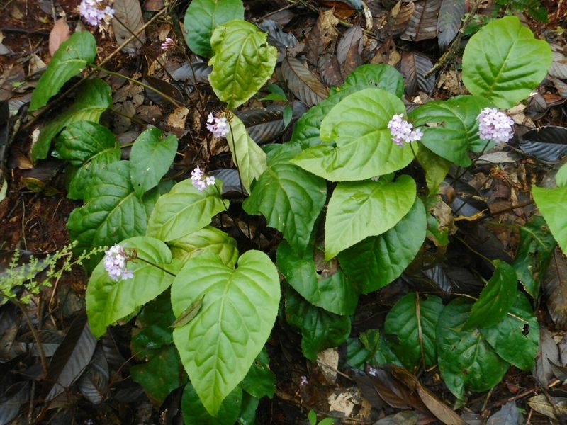Primula carolinehenryae, photographed by Eugene Popov